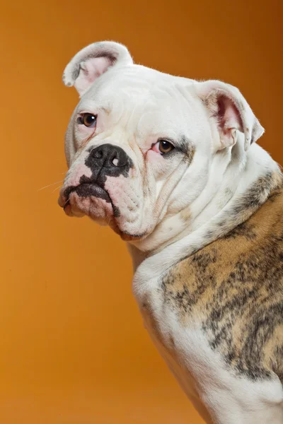 Karışık breed Amerikan ve eski İngilizce bulldog. Stüdyo vurdu. — Stok fotoğraf