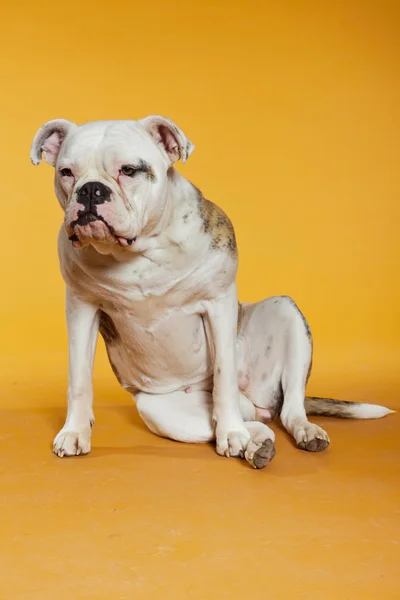 Blandras american och gamla engelska bulldog. Studio skott. — Stockfoto