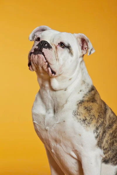 Kevert tenyészt amerikai és a régi angol bulldog. stúdió felvétel. — Stock Fotó