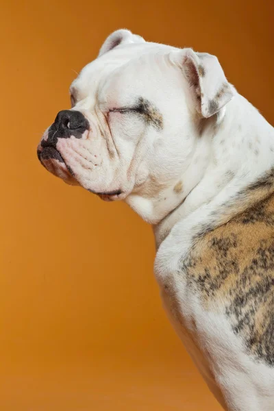 Mixed breed american and old english bulldog. Studio shot. — Stock Photo, Image
