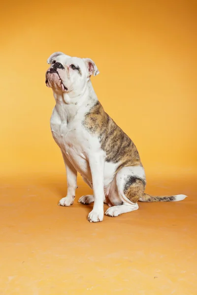 Blandras american och gamla engelska bulldog. Studio skott. — Stockfoto