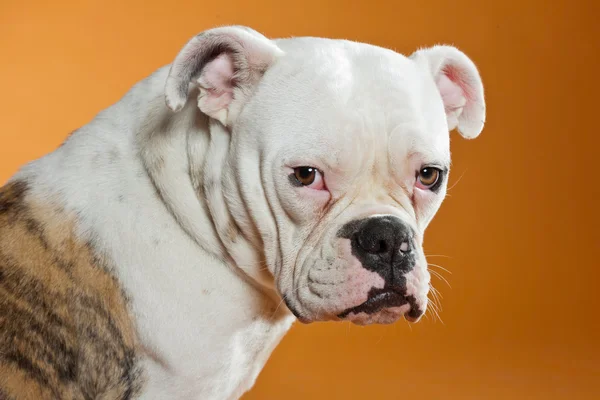 Karışık breed Amerikan ve eski İngilizce bulldog. Stüdyo vurdu. — Stok fotoğraf