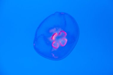 Akvaryumdaki güzel denizanası. Mavi ışıkla aydınlatılmış.