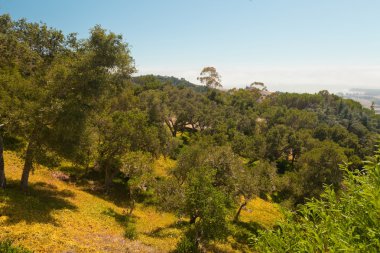 ağaç bitki örtüsü ve mavi gökyüzü ile tepeler. Üstten Görünüm. Amerika Birleşik Devletleri. Kaliforniya.