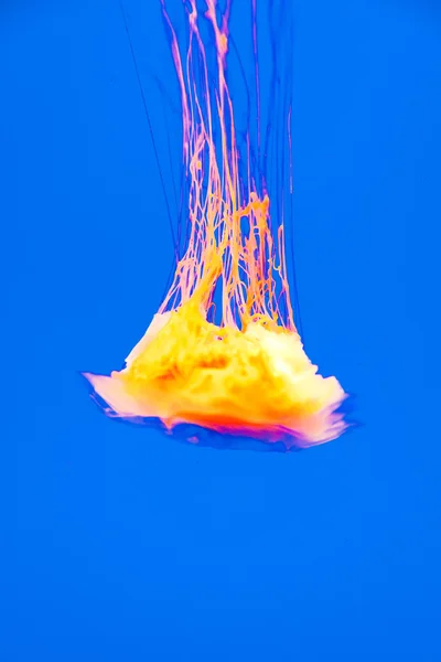 水族馆里漂亮的水母。背光与蓝光. — 图库照片