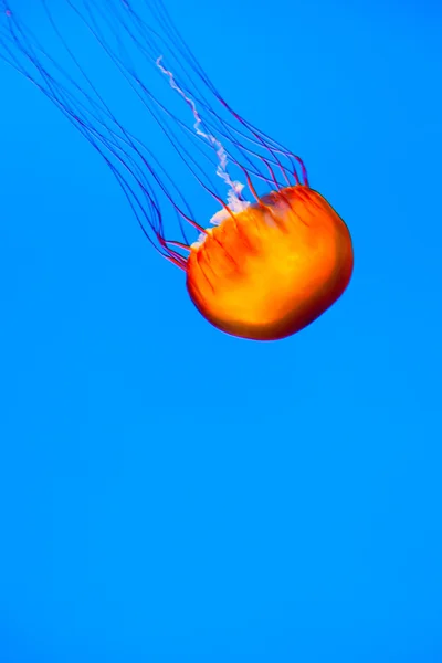 Prachtige kwallen in het aquarium. Verlicht met blauw licht. — Stockfoto