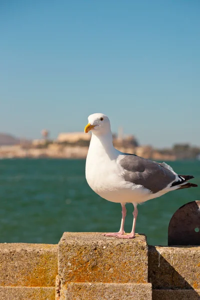 Pescăruș așezat pe perete cu Alcatraz în fundal. San Fra — Fotografie, imagine de stoc