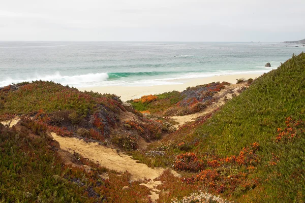 Wybrzeże big sur skały i roślinności. w Kalifornii. Stany Zjednoczone Ameryki. — Zdjęcie stockowe