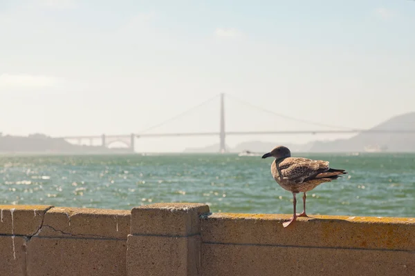 นกนางนวลนั่งอยู่บนผนังกับสะพานโกลเด้นเกทในพื้นหลัง เอส — ภาพถ่ายสต็อก
