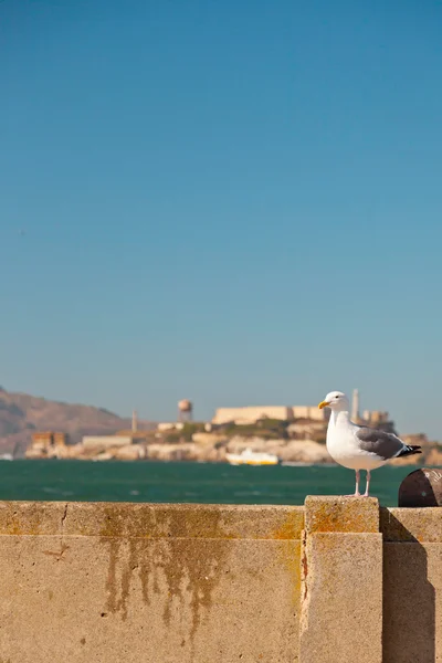 Gabbiano seduto sul muro con Alcatraz sullo sfondo. San Fra — Foto Stock