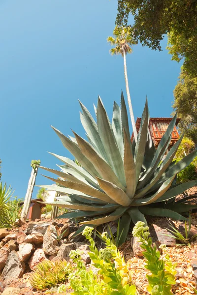 Tropical garden with big aloe vera and blue sky. — Stock Photo, Image