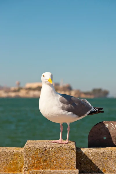 Pescăruș așezat pe perete cu Alcatraz în fundal. San Fra — Fotografie, imagine de stoc