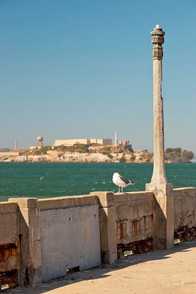 坐在恶魔岛在背景墙上的海鸥。san fra — 图库照片