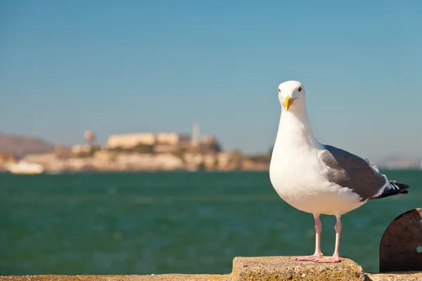 Seděl na zdi s alcatraz v pozadí Racek. San fra — Stock fotografie