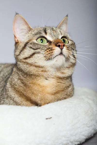 Tabby cat in white basket. Studio shot against grey. — Stock Photo, Image