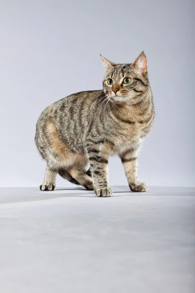 Tabby-Katze. Studioaufnahme gegen Grau. — Stockfoto