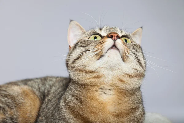 Tabby cat in white basket. Studio shot against grey. — Stock Photo, Image