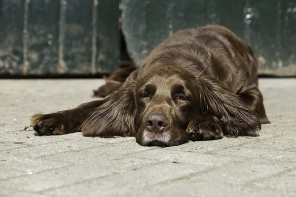 German pointer dog on farm in front of green wooden door. — Stock Photo, Image