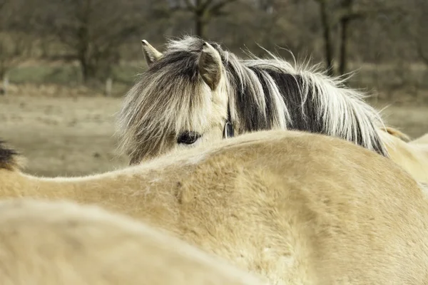 Closeup blond koní. Fjordský kůň. — Stock fotografie