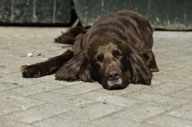 Alman pointer köpek yeşil ahşap kapı önünde çiftlikte.