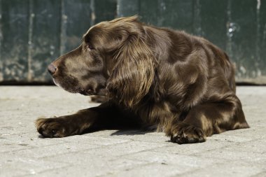 Alman pointer köpek yeşil ahşap kapı önünde çiftlikte.