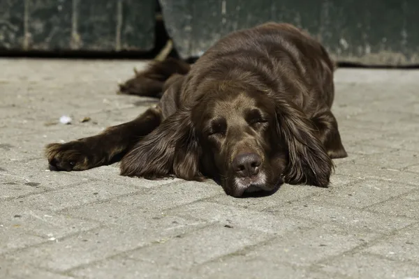 Alman pointer köpek yeşil ahşap kapı önünde çiftlikte.