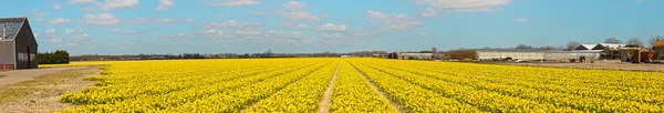 Panorama of field of yellow daffodils with blue cloudy sky. The — Stock Photo, Image