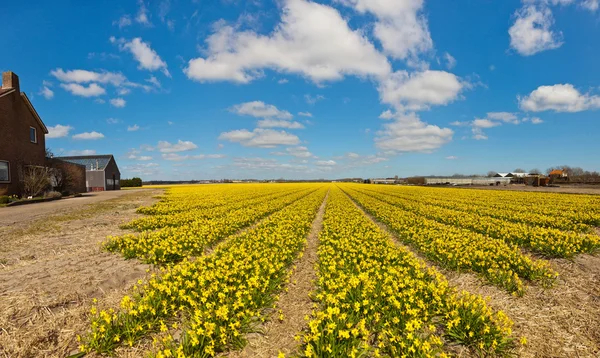 Panorama of field of yellow daffodils with blue cloudy sky. The — Stock Photo, Image