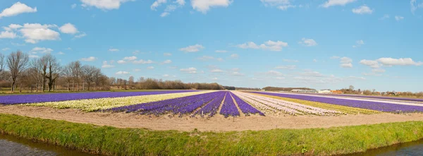 Panorama of field of purple and white hyacinths with blue cloudy — Stock Photo, Image