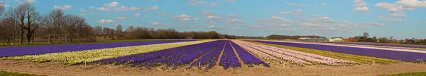 Panorama of field of purple and white hyacinths with blue cloudy — Stock Photo, Image