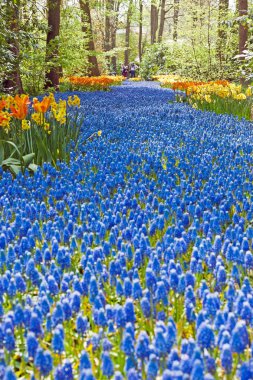 ormandaki blue bells yatak bahar.