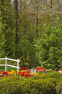 Çiçek Bahçesi bahar beyaz Köprüsü ile. Keukenhof. Lisse. ,