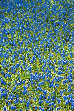 alan bahar mavi çan. Üstten Görünüm.