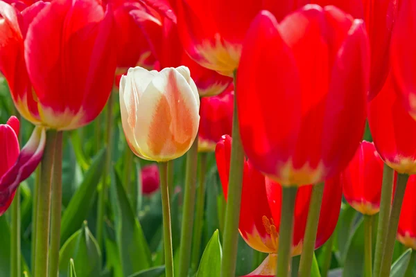 Red tulips with one pink standing out. — Stock Photo, Image