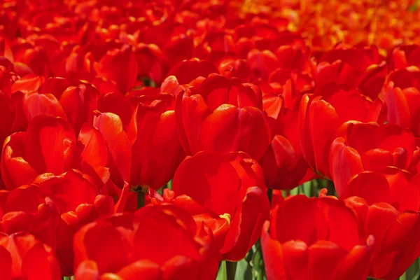 Close-up of red tulips in spring garden. Keukenhof. Lisse. — Stock Photo, Image