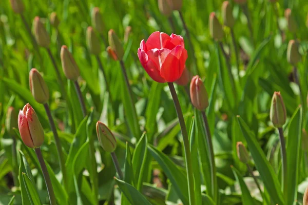 Tulipas fechadas com uma flor vermelha destacando-se . — Fotografia de Stock
