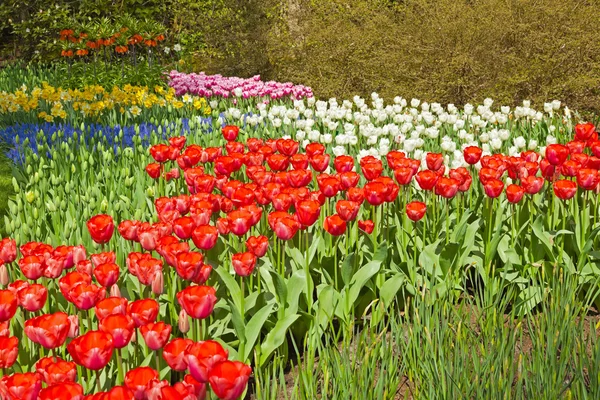 Flower garden in spring. Keukenhof. Lisse. The Netherlands. — Stock Photo, Image