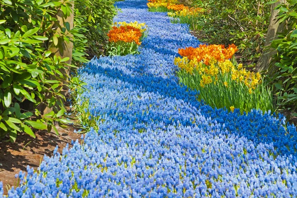 Cloches bleues au printemps . — Photo