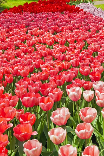 Jardín con tulipanes rosados y rojos en primavera . — Foto de Stock