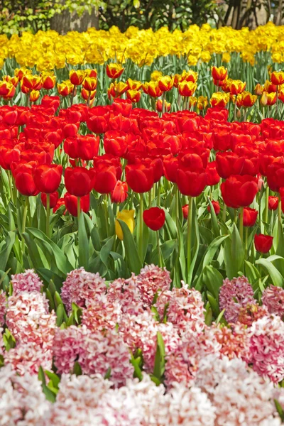 Garden with red and yellow tulips in spring. — Stock Photo, Image