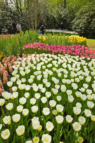春の植物園。キューケンホフ公園。リスセ。オランダ. — ストック写真