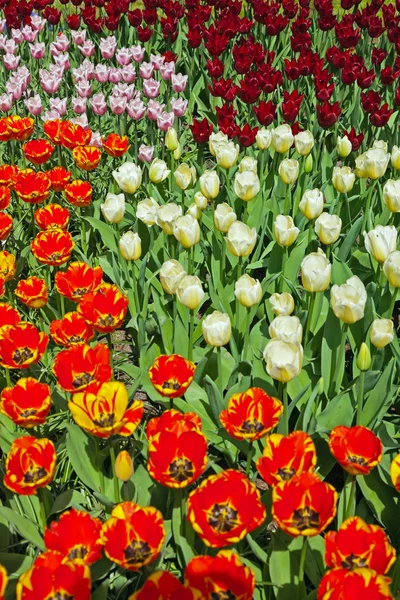 Tulips with different colors in spring garden. Keukenhof. Lisse. — Stock Photo, Image