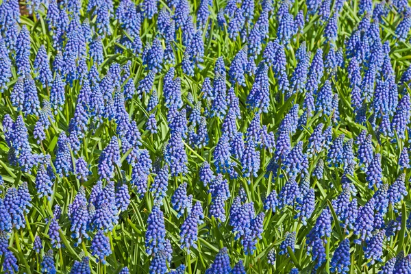 Field of blue bells in spring. Top view. — Stock Photo, Image