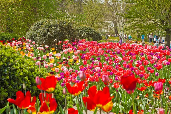 Colorful spring tulip garden with tourists in the background. Ke — Stock Photo, Image