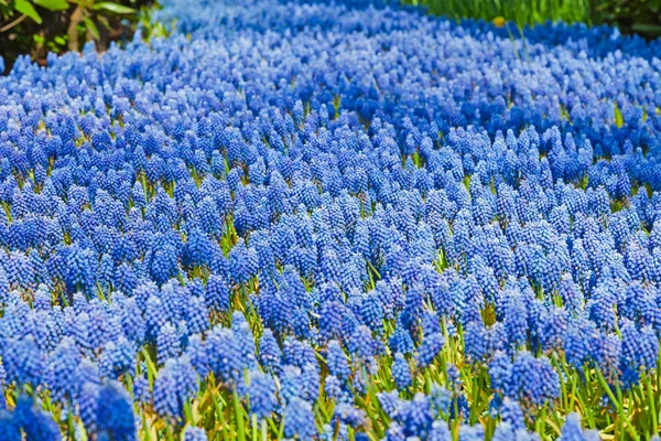 Campanas azules en primavera . — Foto de Stock