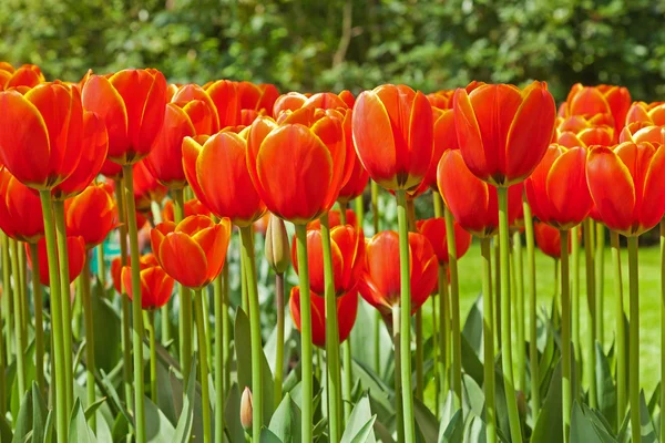 Tulipanes rojos en primavera. — Foto de Stock