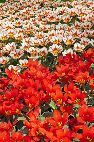 Red and white tulips in spring. — Stock Photo, Image