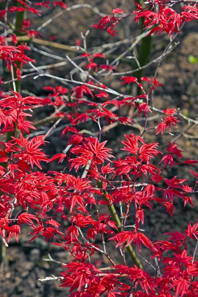 Desen kırmızı küçük ağacının baharda yapraklar.. — Stok fotoğraf