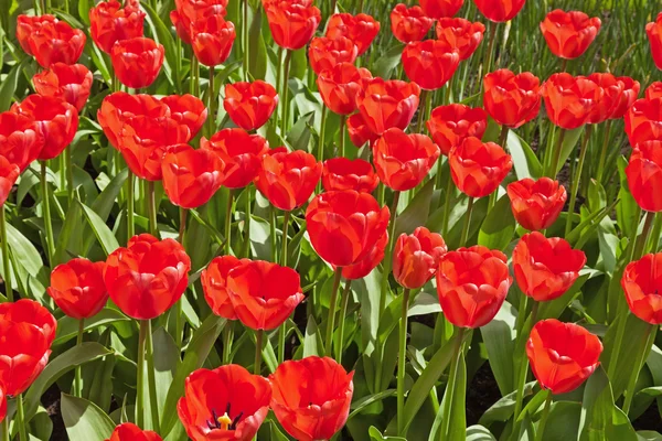 Rode tulpen in het voorjaar. bovenaanzicht. — Stockfoto