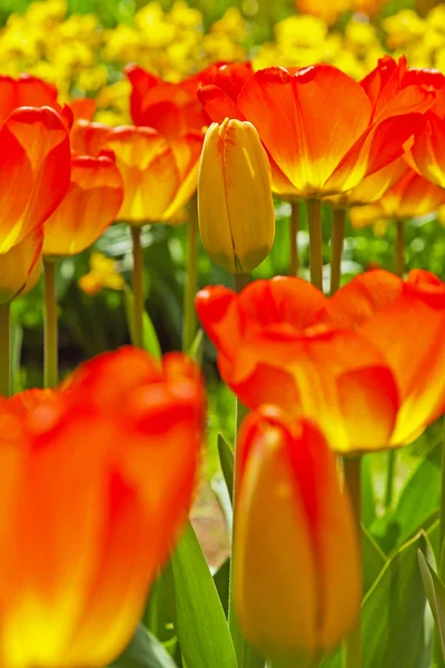 Red tulips in bloom with one closed standing out. Keukenhof. Lis — Stock Photo, Image